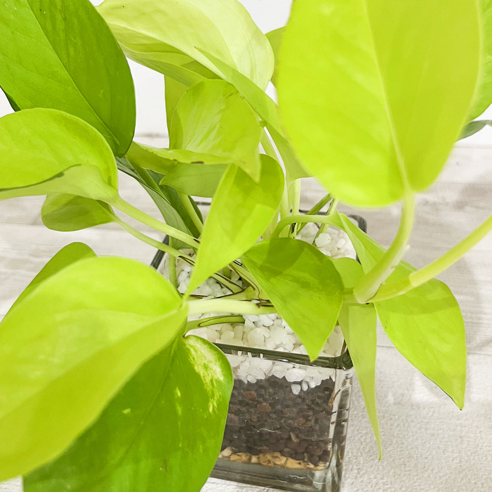 ハイドロカルチャー 観葉植物 ポトス ライム 土を使わないから清潔 ライムグリーン葉色がとてもきれい! おしゃれなガラス器