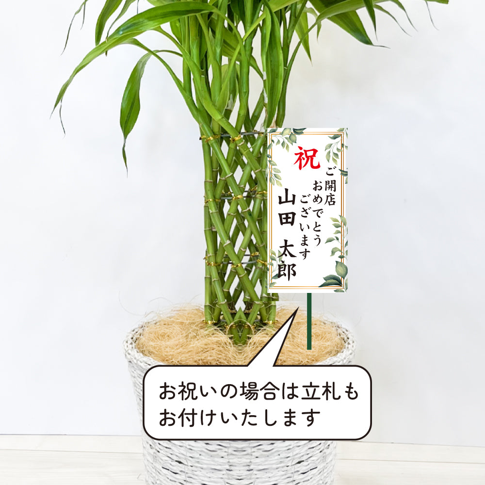 観葉植物 ラッキーバンブー 縁起が良い ミリオンバンブー 鉢カバー付き 幸運の植物 万年竹 開運竹 銀葉千年木 育てやすい ギフト お祝い 誕生日 開店祝い