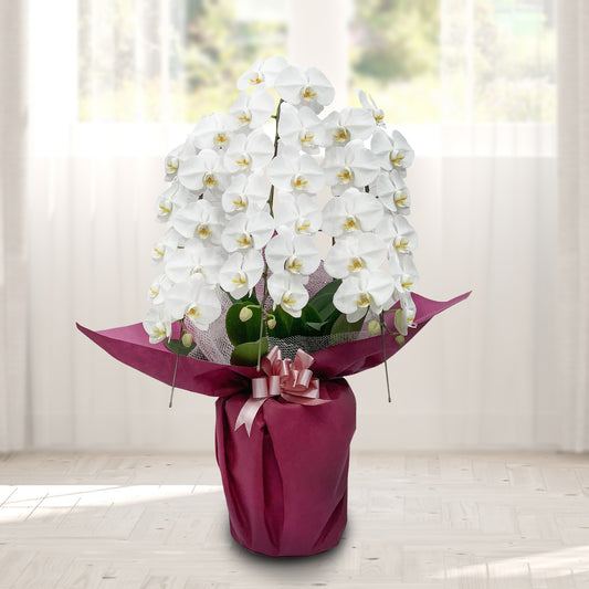 胡蝶蘭 お祝いの花