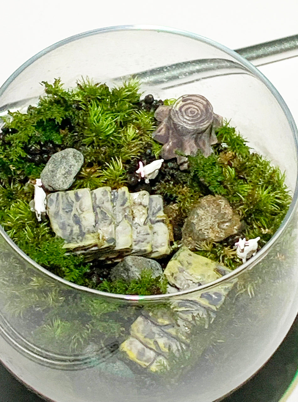 苔の世界〈手作りキット〉ヤギのいる丘