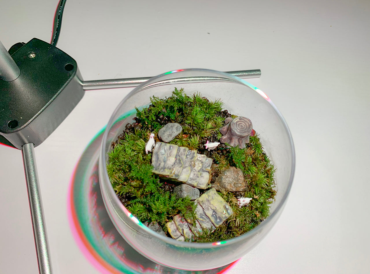 苔の世界〈手作りキット〉ヤギのいる丘