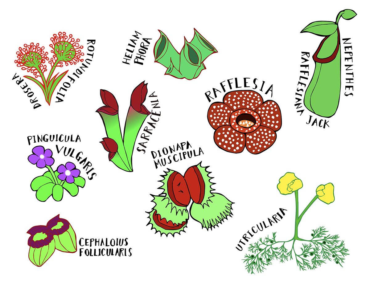食虫植物のお話　〜とっても健気な植物たち〜　hananicoコラム