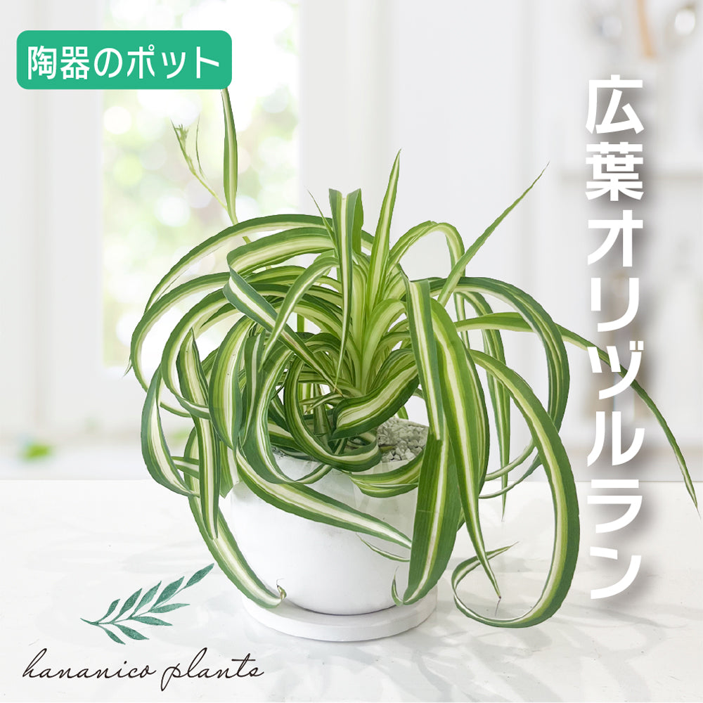 おしゃれな陶器ポット 観葉植物 広葉オリヅルラン インテリアグリーン 育てやすい テーブルプランツ かわいいサイズ ミニ観葉