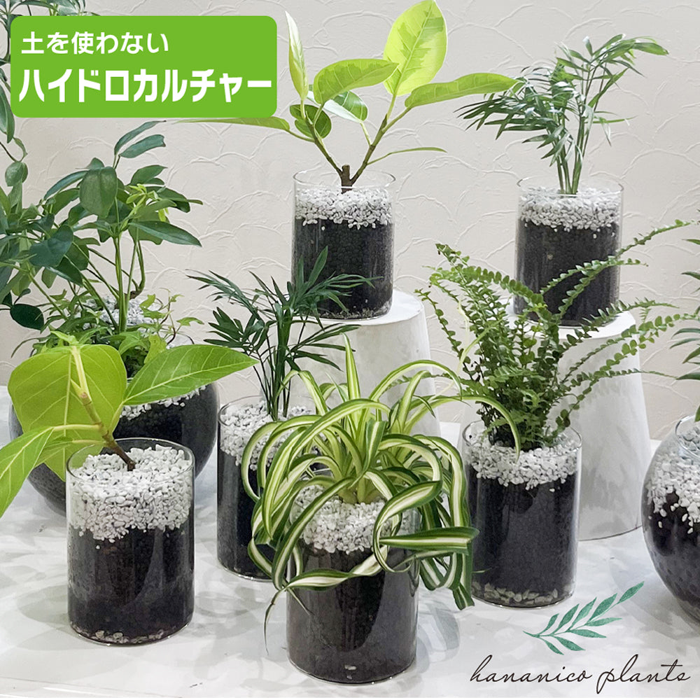 ハイドロカルチャー シェフレラ 土を使わない観葉植物☆ガラスの器 清潔で虫がつきにくい！ – hananico（はなにこ）