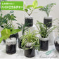 ハイドロカルチャー テーブルヤシ 土を使わない観葉植物☆ガラスの器 清潔で虫がつきにくい！