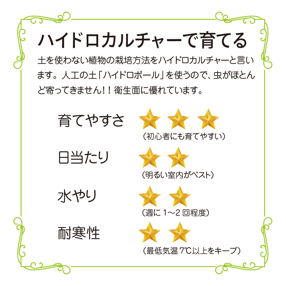 ハイドロカルチャー ポリシャス 土を使わない観葉植物☆ガラスの器 清潔で虫がつきにくい！