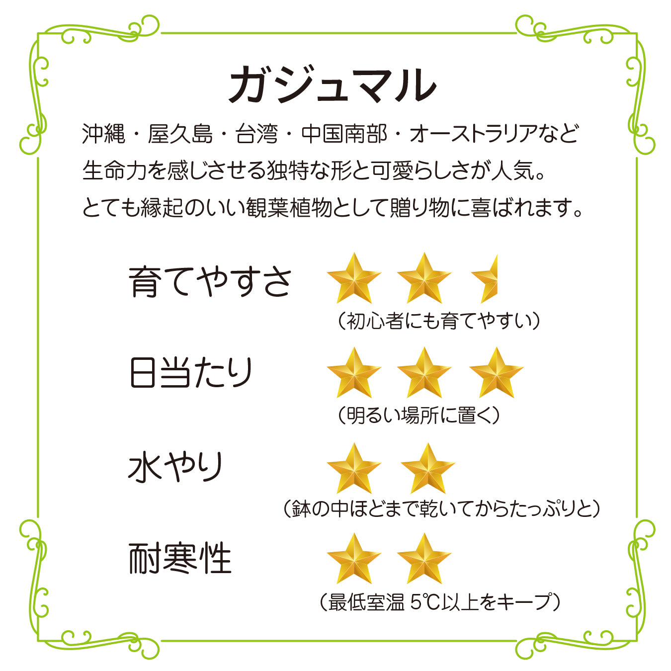 ガジュマル 苔玉 インテリア 観葉植物 卓上 ミニサイズ 和風 癒し ギフト hananico