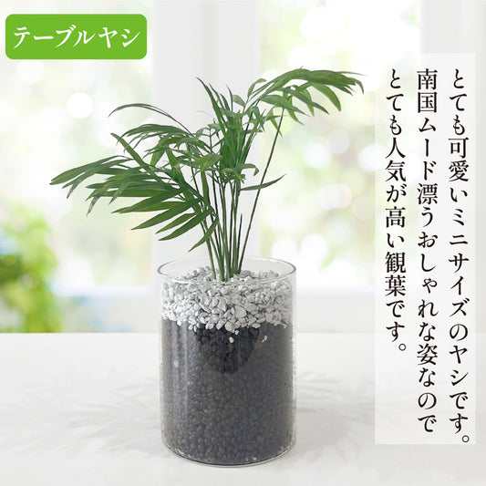 ハイドロカルチャー テーブルヤシ 土を使わない観葉植物☆ガラスの器 清潔で虫がつきにくい！