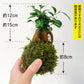 ガジュマル 苔玉 インテリア 観葉植物 卓上 ミニサイズ 和風 癒し ギフト hananico