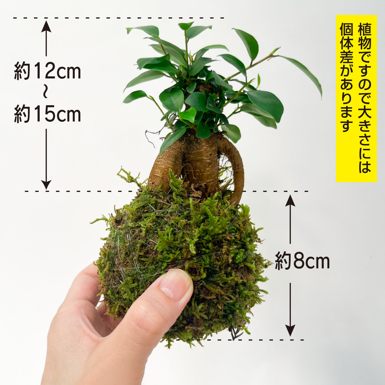 ガジュマル 苔玉 インテリア 観葉植物 卓上 ミニサイズ 和風 癒し ギフト hananico