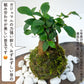 ガジュマル 苔玉 インテリア 観葉植物 卓上 ミニサイズ 和風 癒し ギフト hananico