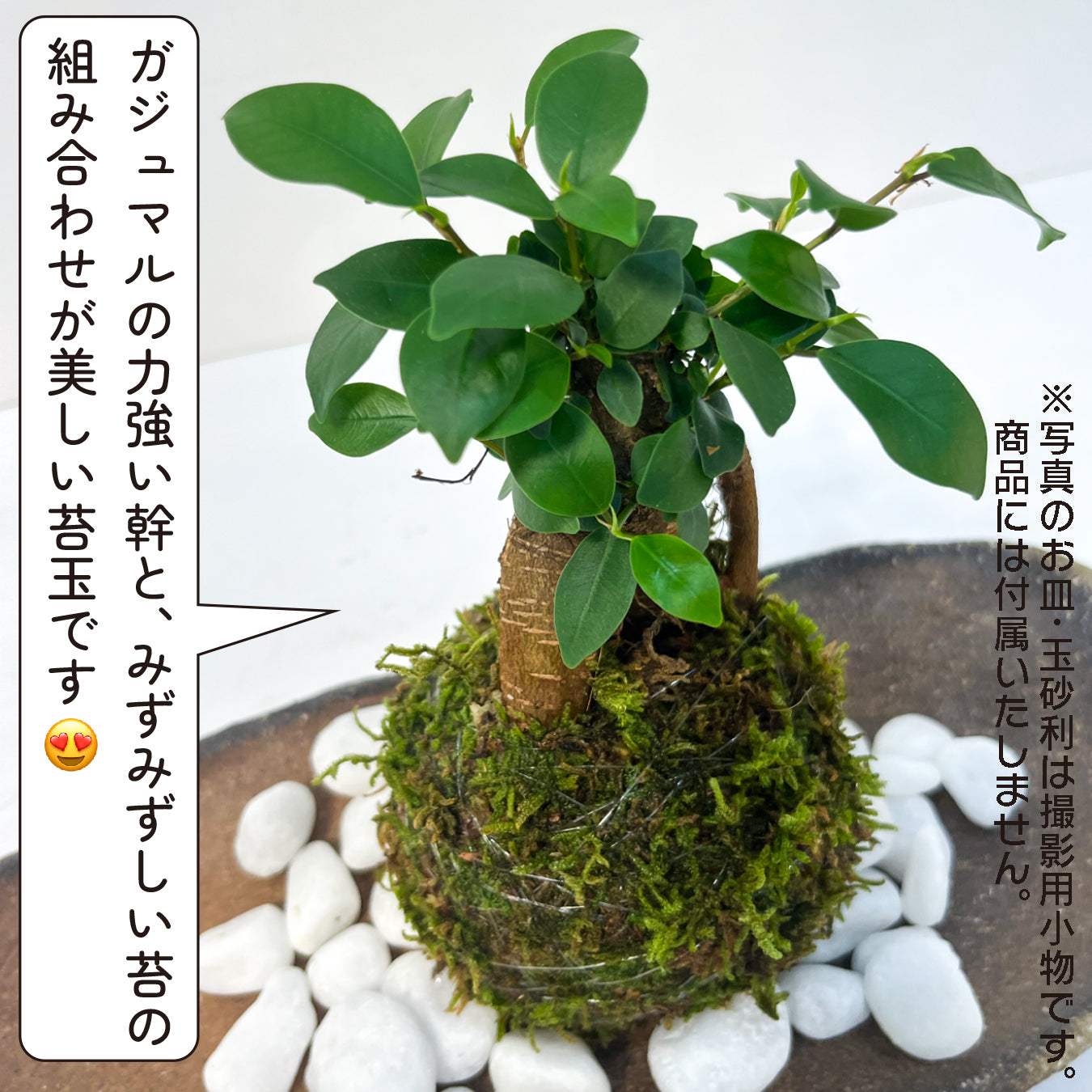 ガジュマル 苔玉 インテリア 観葉植物 卓上 ミニサイズ 和風 癒し ギフト hananico