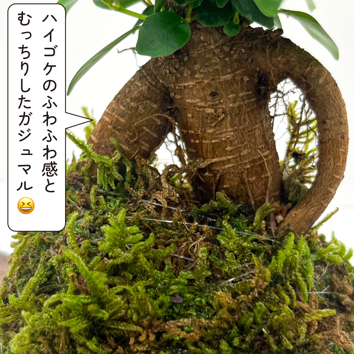 ガジュマル 苔玉 インテリア 観葉植物 卓上 ミニサイズ 和風 癒し ギフト hananico