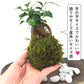 ガジュマル 苔玉 インテリア 観葉植物 卓上 ミニサイズ 和風 癒し ギフト hananico