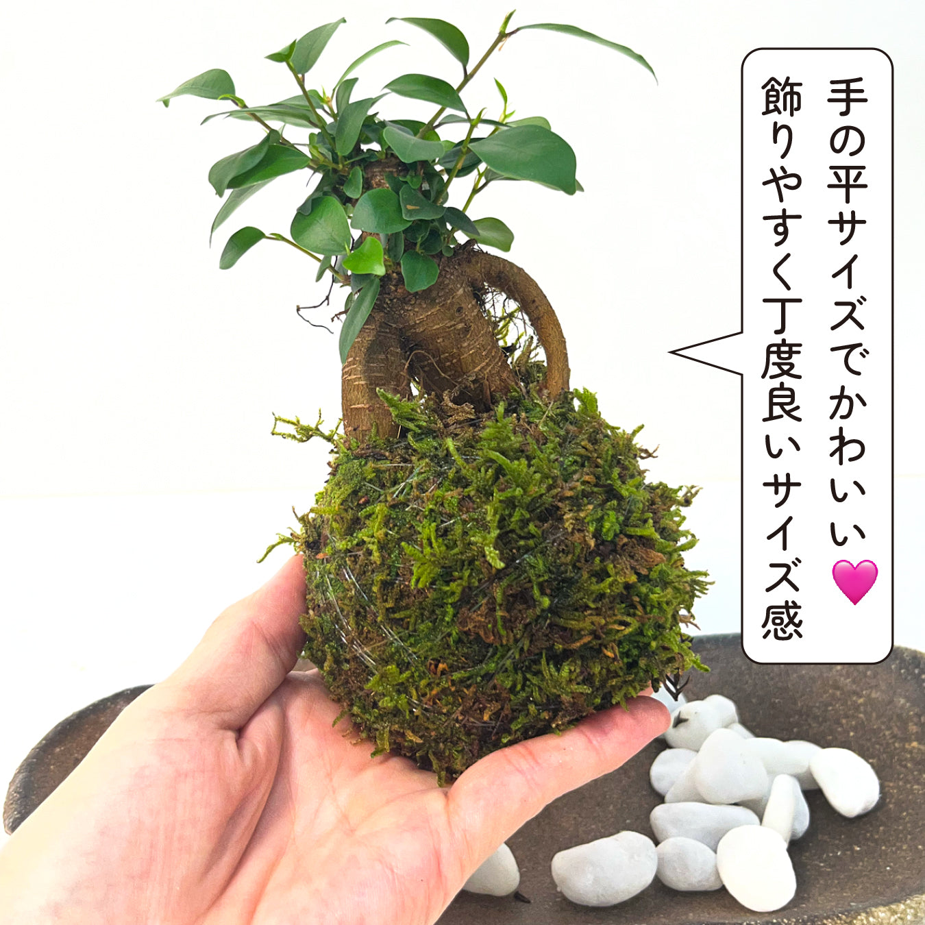 ガジュマル 苔玉 インテリア 観葉植物 卓上 ミニサイズ 和風 癒し ギフト hananico