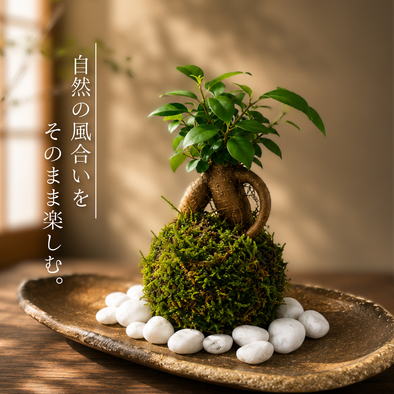 ガジュマル 苔玉 インテリア 観葉植物 卓上 ミニサイズ 和風 癒し ギフト hananico