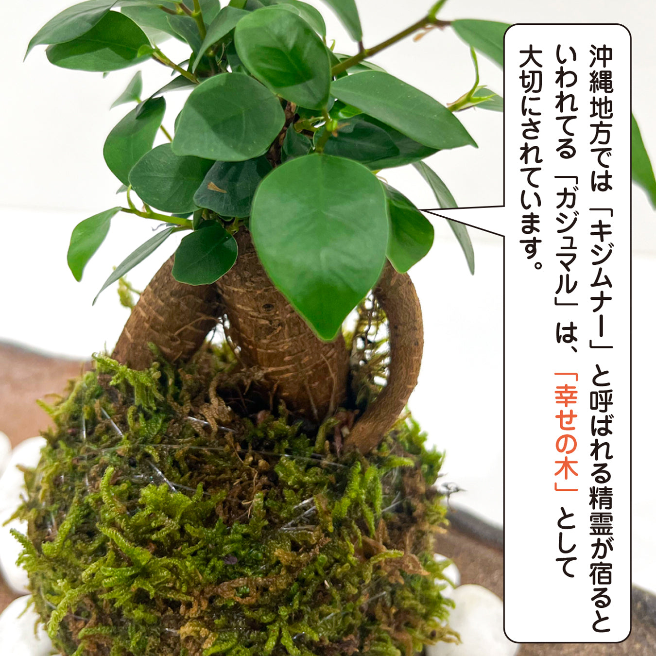 ガジュマル 苔玉 インテリア 観葉植物 卓上 ミニサイズ 和風 癒し ギフト hananico