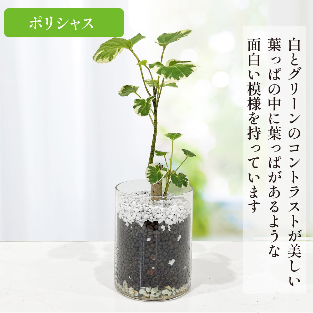 ハイドロカルチャー ポリシャス 土を使わない観葉植物☆ガラスの器 清潔で虫がつきにくい！