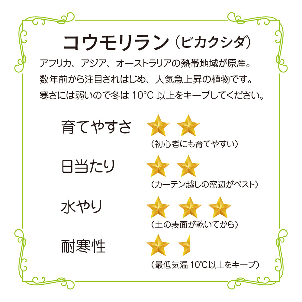 観葉植物 コウモリラン ビカクシダ おしゃれ 吊るす ぶら下げ 吊り下げ インテリア グリーン ネザーランド 育てやすい ハンギング お買い得 hananico plants