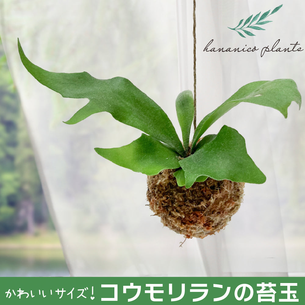 コウモリラン ビカクシダ 苔玉 観葉植物 おしゃれ かわいい吊るす