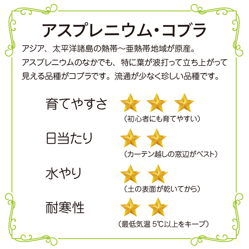 観葉植物 アスプレニウム コブラ 5号鉢 波打つ葉 コブラシダ アンティーク調の鉢カバーつき おしゃれ 南国 濃いグリーン うねり ギフト インテリア 珍しい 本物