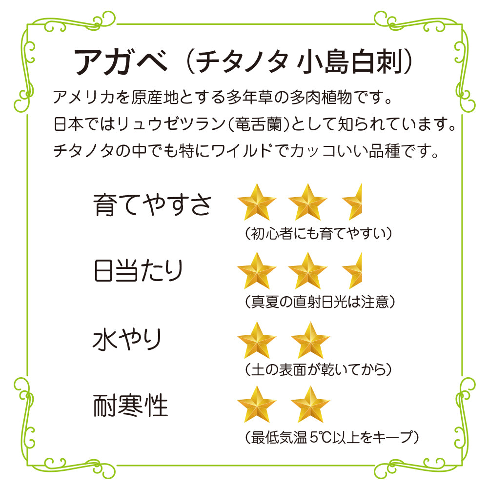 観葉植物 アガベ チタノタ 小島白刺 4号鉢 多肉植物 ワイルド おしゃれ 白いトゲ 人気 ギフト インテリア 珍しい アガペ 本物 hananico plants