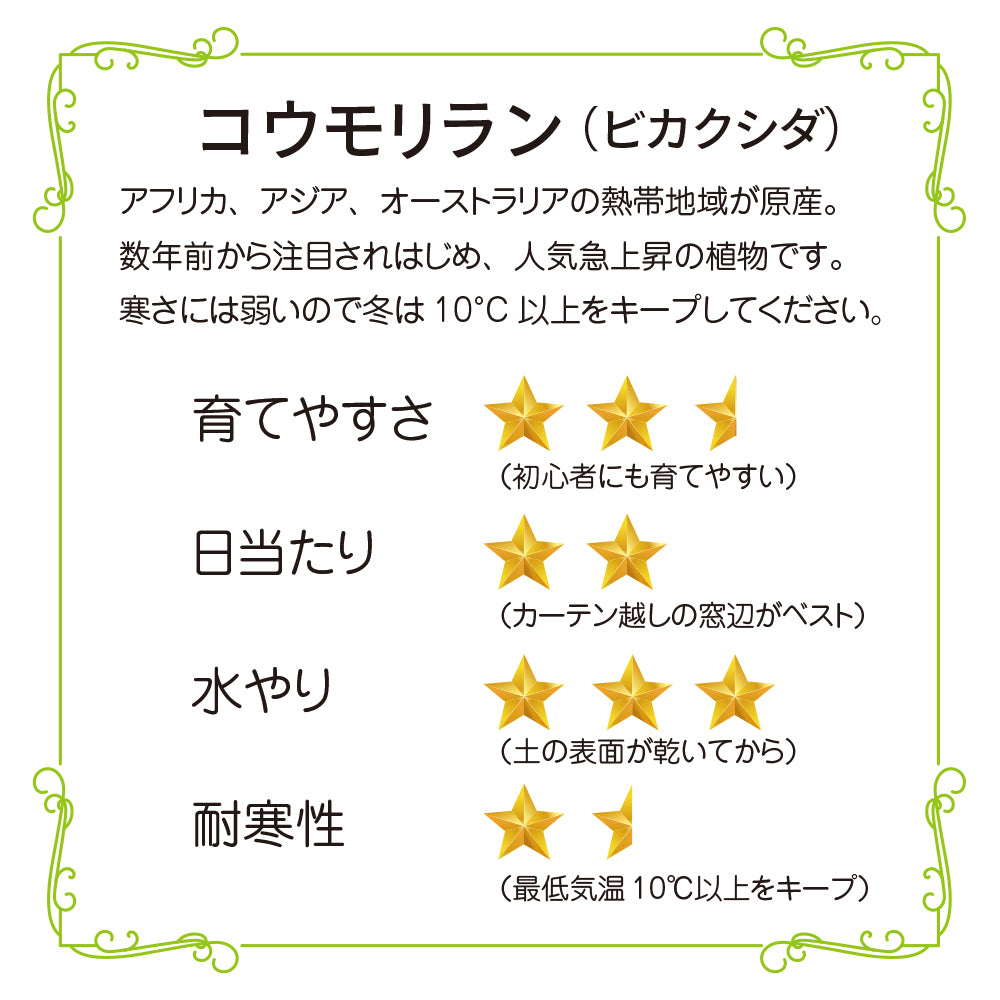 観葉植物 コウモリラン ビカクシダ 6号鉢 おしゃれ インテリア 大きな葉 グリーン ネザーランド 育てやすい とても状態が良い お買い得 hananico plants