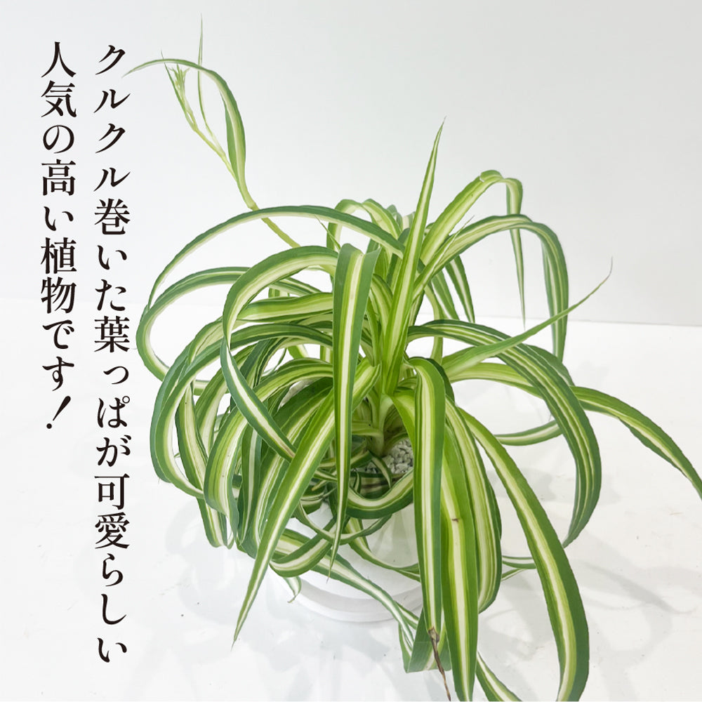 おしゃれな陶器ポット 観葉植物 広葉オリヅルラン インテリアグリーン 育てやすい テーブルプランツ かわいいサイズ ミニ観葉