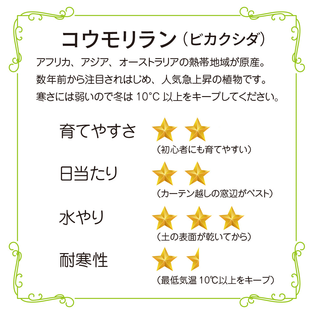 観葉植物 コウモリラン 板付き ミニサイズ ビカクシダ 壁掛け おしゃれ インテリア ネザーランド 育てやすい かわいい 状態が良い お買い得 hananico plants