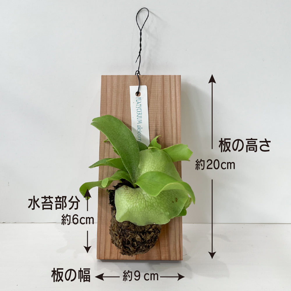 観葉植物 コウモリラン 板付き ミニサイズ ビカクシダ 壁掛け おしゃれ インテリア ネザーランド 育てやすい かわいい 状態が良い お買い得 hananico plants