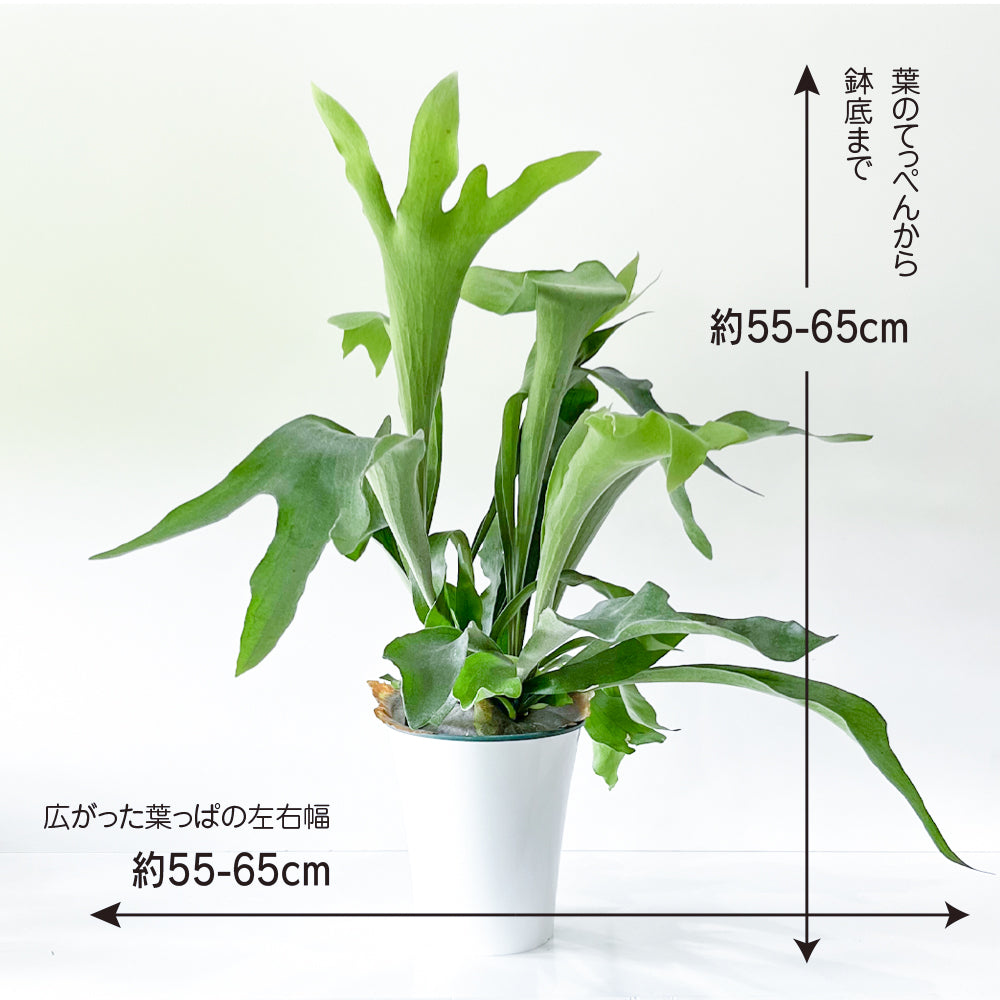 観葉植物 コウモリラン ビカクシダ 6号鉢 おしゃれ インテリア 大きな葉 グリーン ネザーランド 育てやすい とても状態が良い お買い得 –  hananico（はなにこ）