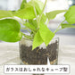 ハイドロカルチャー 観葉植物 ポトス ライム 土を使わないから清潔 ライムグリーン葉色がとてもきれい！ おしゃれなガラス器