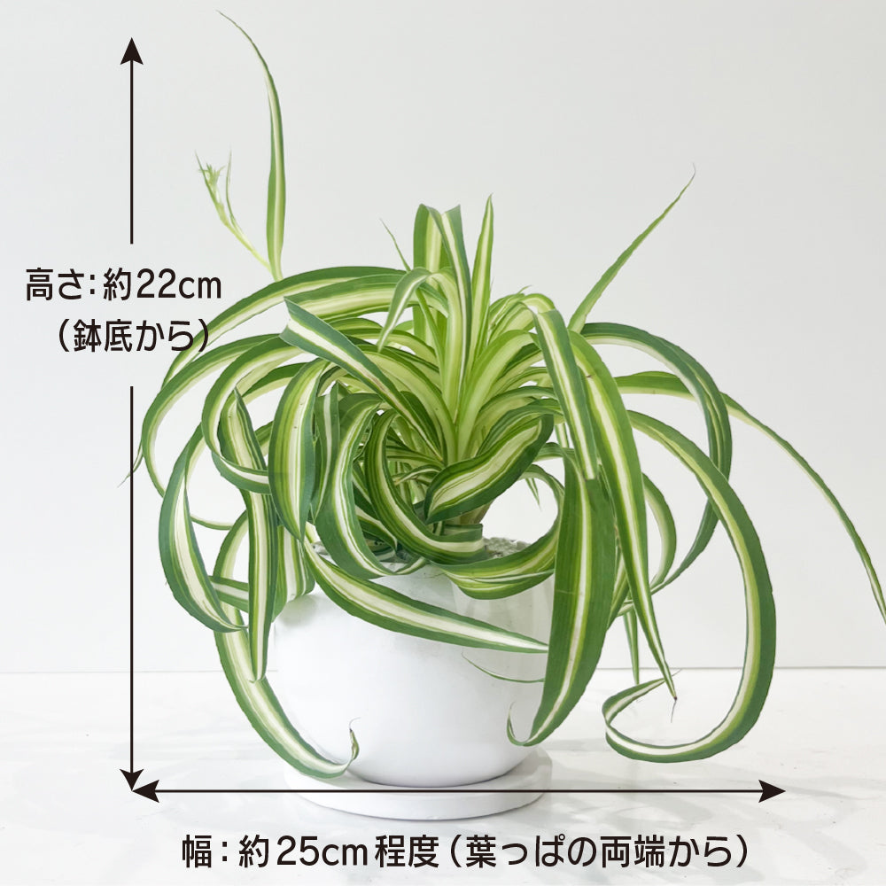 おしゃれな陶器ポット 観葉植物 広葉オリヅルラン インテリアグリーン 育てやすい テーブルプランツ かわいいサイズ ミニ観葉