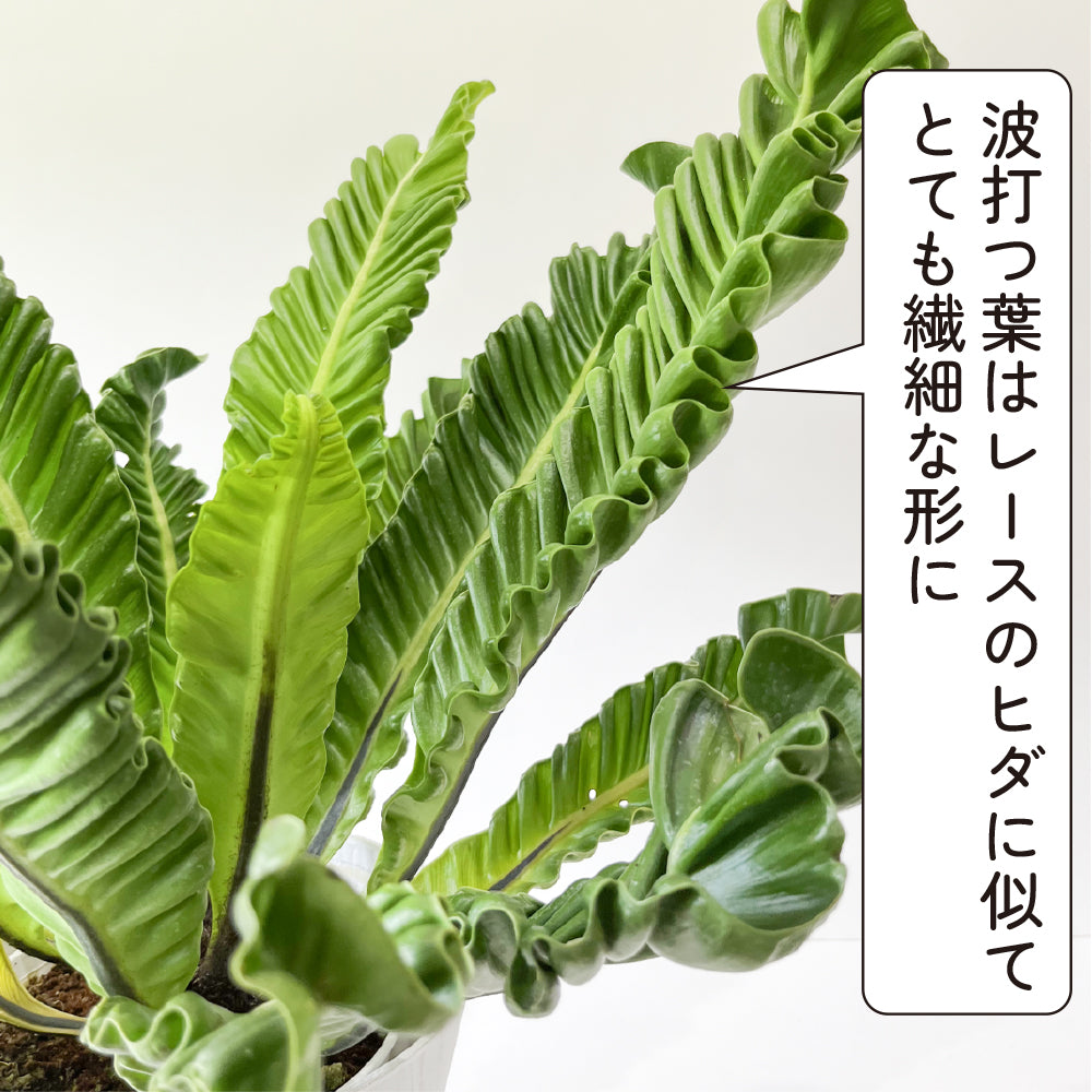 観葉植物 アスプレニウム コブラ 5号鉢 波打つ葉 コブラシダ アンティーク調の鉢カバーつき おしゃれ 南国 濃いグリーン うねり ギフト –  hananico（はなにこ）