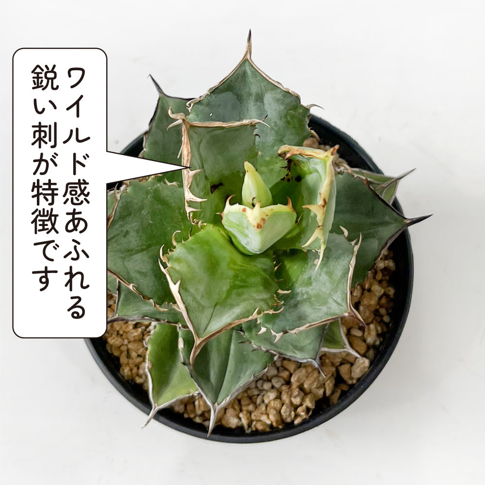 観葉植物 アガベ チタノタ 小島白刺 4号鉢 多肉植物 ワイルド おしゃれ 白いトゲ 人気 ギフト インテリア 珍しい アガペ 本物 han –  hananico（はなにこ）