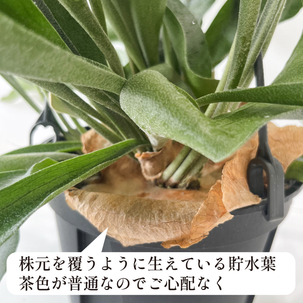 観葉植物 コウモリラン ビカクシダ おしゃれ 吊るす ぶら下げ 吊り下げ インテリア グリーン ネザーランド 育てやすい ハンギング お買い得 hananico plants