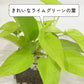 ハイドロカルチャー 観葉植物 ポトス ライム 土を使わないから清潔 ライムグリーン葉色がとてもきれい！ おしゃれなガラス器