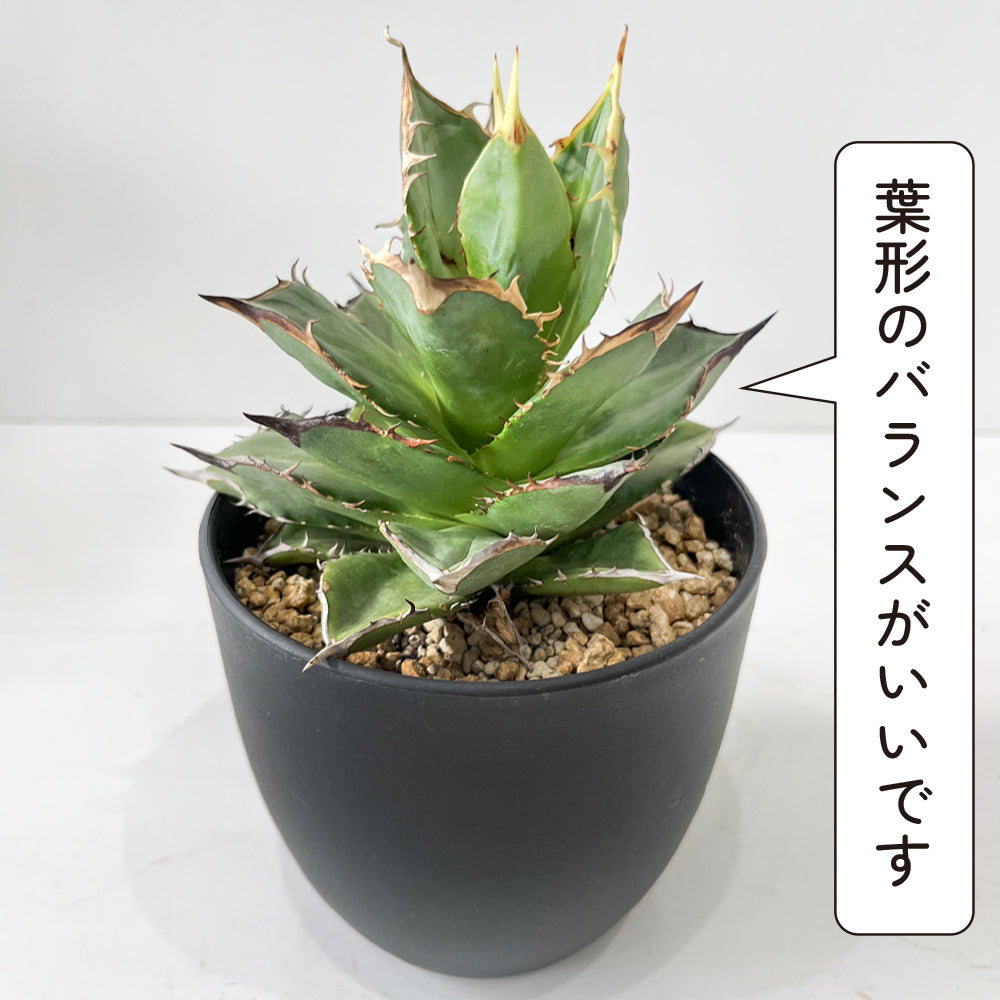 観葉植物 アガベ チタノタ 小島白刺 4号鉢 多肉植物 ワイルド おしゃれ 白いトゲ 人気 ギフト インテリア 珍しい アガペ 本物 han –  hananico（はなにこ）