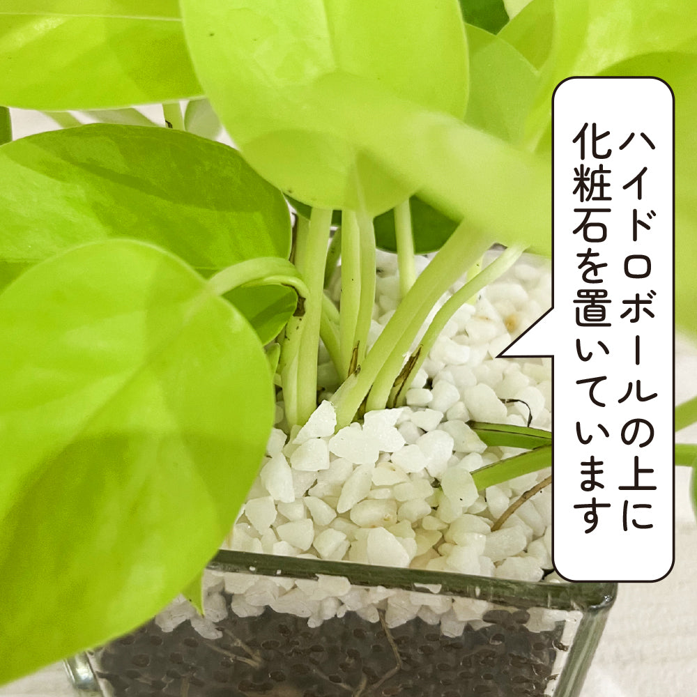 ハイドロカルチャー 観葉植物 ポトス ライム 土を使わないから清潔 ライムグリーン葉色がとてもきれい！ おしゃれなガラス器
