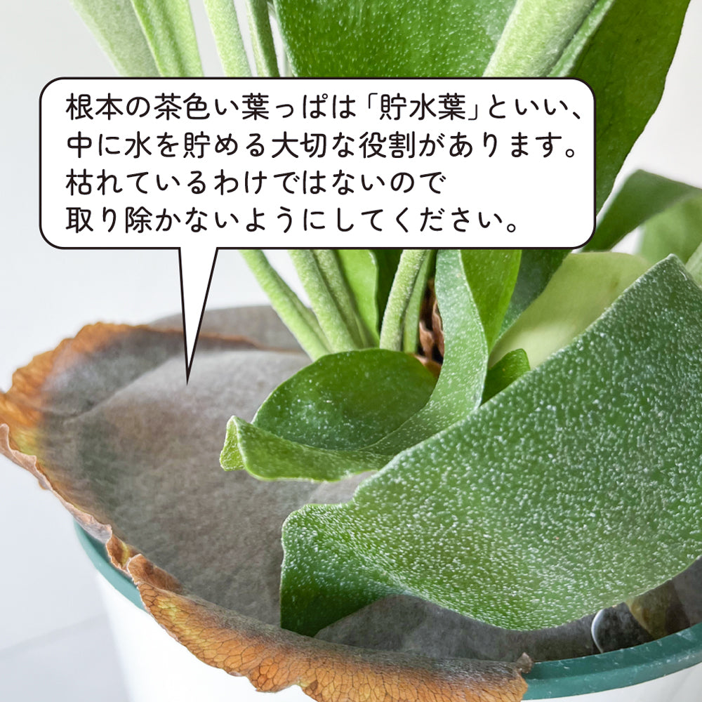 観葉植物 コウモリラン ビカクシダ 6号鉢 おしゃれ インテリア 大きな葉 グリーン ネザーランド 育てやすい とても状態が良い お買い得 hananico plants