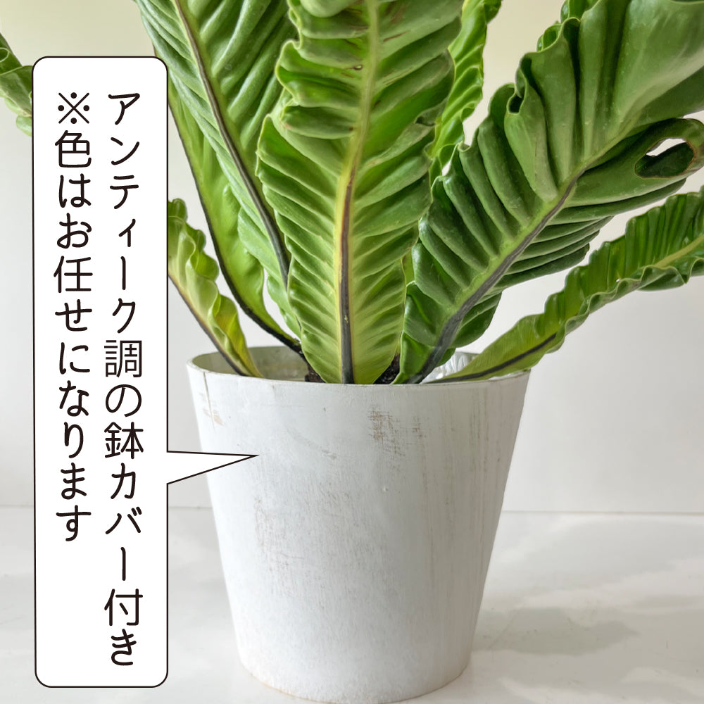 観葉植物 アスプレニウム コブラ 5号鉢 波打つ葉 コブラシダ アンティーク調の鉢カバーつき おしゃれ 南国 濃いグリーン うねり ギフト –  hananico（はなにこ）