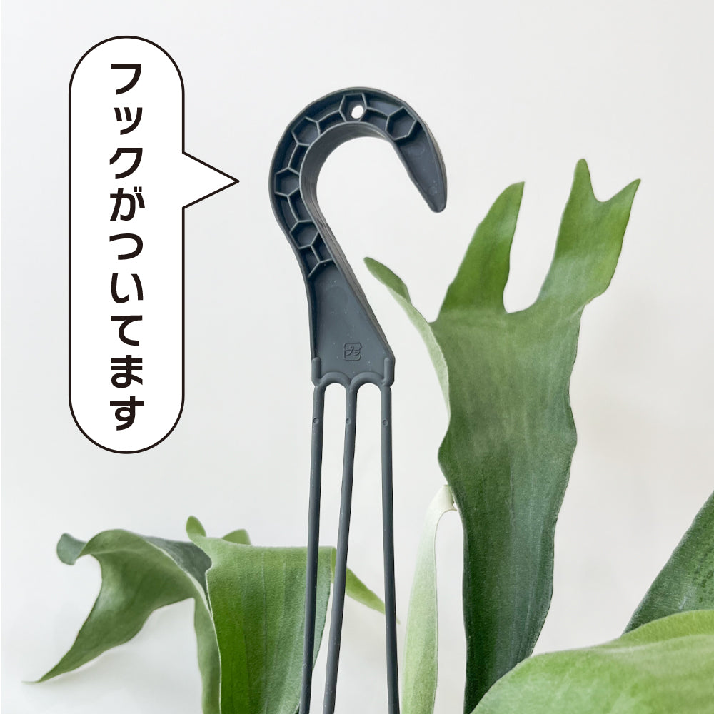 観葉植物 コウモリラン ビカクシダ おしゃれ 吊るす ぶら下げ 吊り下げ インテリア グリーン ネザーランド 育てやすい ハンギング お買い得 hananico plants