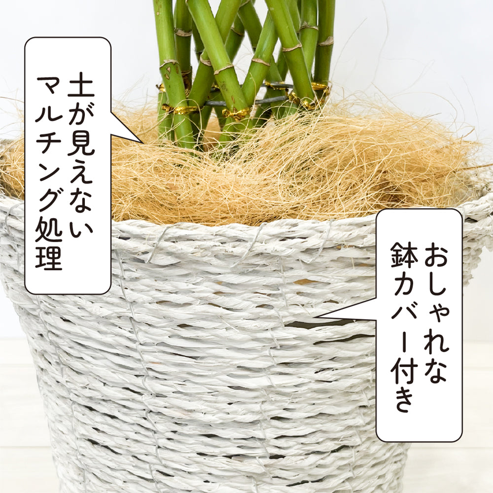 観葉植物 ラッキーバンブー 縁起が良い ミリオンバンブー 鉢カバー付き 幸運の植物 万年竹 開運竹 銀葉千年木 育てやすい ギフト お祝い –  hananico（はなにこ）