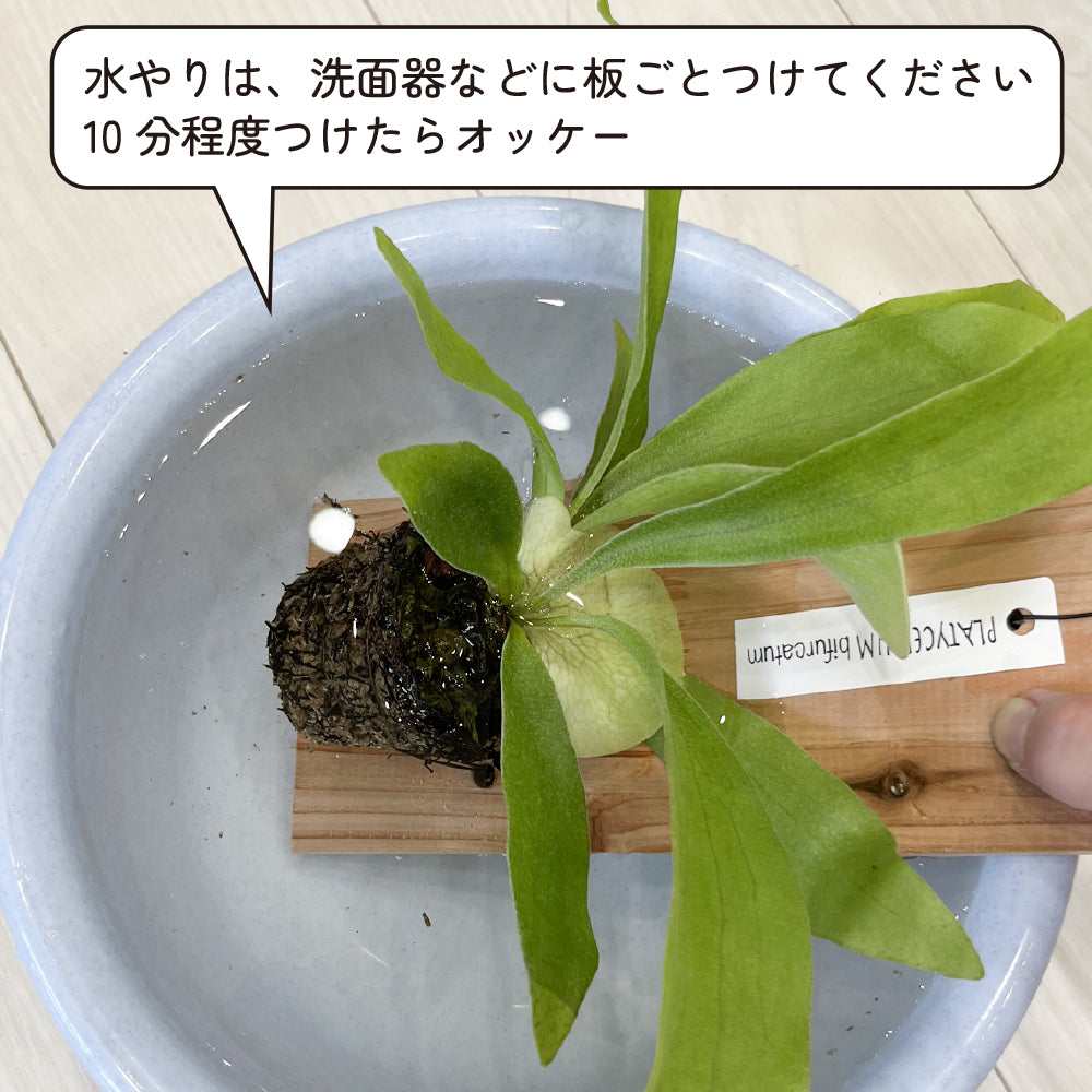 観葉植物 コウモリラン 板付き ミニサイズ ビカクシダ 壁掛け おしゃれ インテリア ネザーランド 育てやすい かわいい 状態が良い お買い得 hananico plants