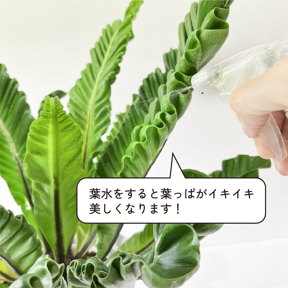 観葉植物 アスプレニウム コブラ 5号鉢 波打つ葉 コブラシダ アンティーク調の鉢カバーつき おしゃれ 南国 濃いグリーン うねり ギフト –  hananico（はなにこ）