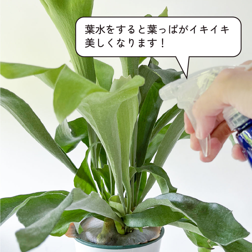 観葉植物 コウモリラン ビカクシダ 6号鉢 おしゃれ インテリア 大きな葉 グリーン ネザーランド 育てやすい とても状態が良い お買い得 hananico plants